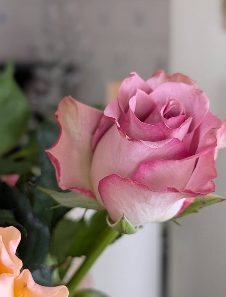 宇宙の波動を感じる薔薇