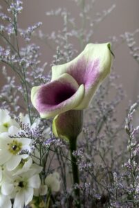 花言葉は夢見る美しさ