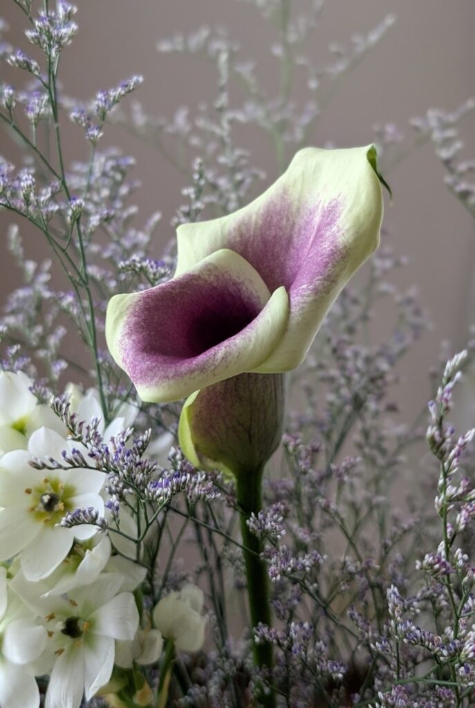 花言葉は夢見る美しさ